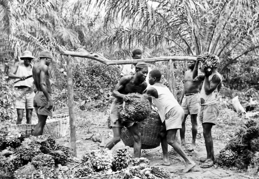 Arbeiders van de Huileries du Congo Belge (HCB) - het latere Unilever – op een oliepalmplantage, ca. 1955. Het bedrijf stond bekend om de dwangarbeid waaronder zijn werknemers gebukt gingen. Foto H. Nicolaï.